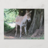 Little Donkey Briefkaart (Voorkant)