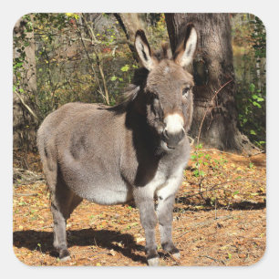 Little Donkey Vierkante Sticker