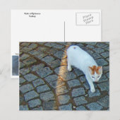 Little Dot Ephesus Cat Briefkaart (Voorkant / Achterkant)