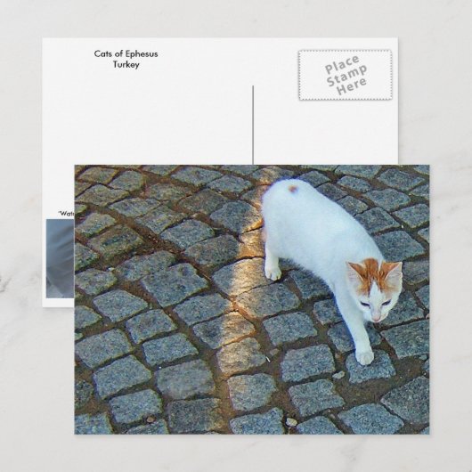 Little Dot Ephesus Cat Briefkaart (Voorkant / Achterkant)