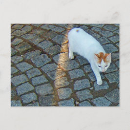 Little Dot Ephesus Cat Briefkaart