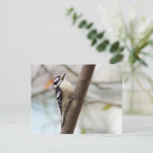 Little Downy Woodpecker Bird Briefkaart (Staand voorkant)