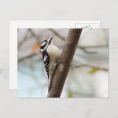 Little Downy Woodpecker Bird Briefkaart (Voorkant / Achterkant)