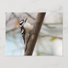 Little Downy Woodpecker Bird Briefkaart