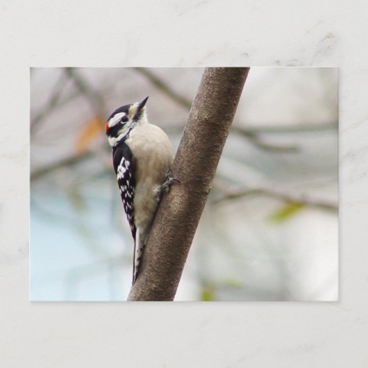 Little Downy Woodpecker Bird Briefkaart (Voorkant)