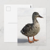 Little Duck Briefkaart (Voorkant / Achterkant)
