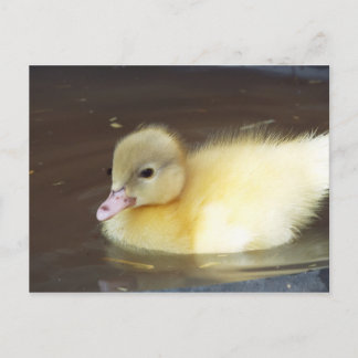 Little Duck Briefkaart