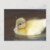 Little Duck Briefkaart (Voorkant)