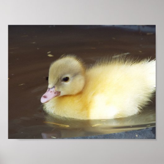Little Duck Poster (Voorkant)