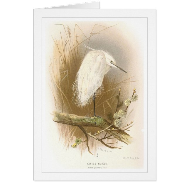 Little Egret (Voorkant)