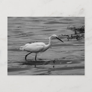 Little Egret Briefkaart