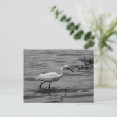 Little Egret Briefkaart (Staand voorkant)