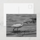 Little Egret Briefkaart (Voorkant / Achterkant)