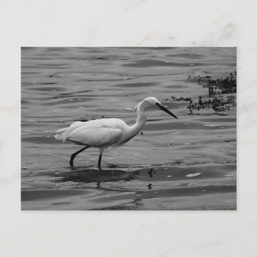 Little Egret Briefkaart (Voorkant)