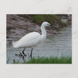 Little Egret Briefkaart