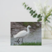 Little Egret Briefkaart (Staand voorkant)