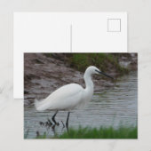 Little Egret Briefkaart (Voorkant / Achterkant)