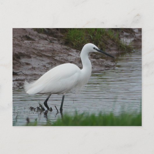 Little Egret Briefkaart (Voorkant)