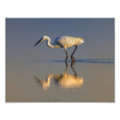 Little egret foto afdruk (Voorkant)