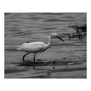 Little Egret Poster