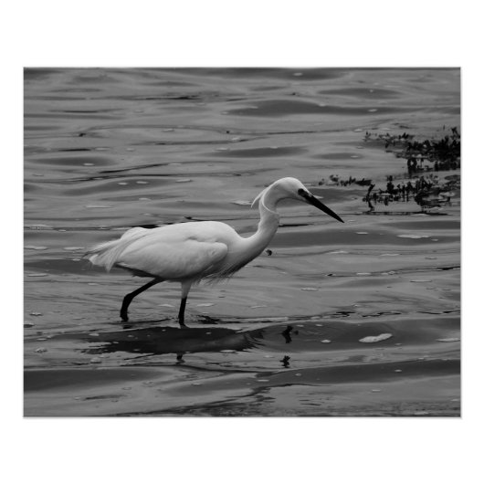 Little Egret Poster (Voorkant)