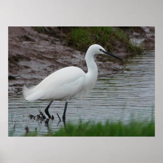 Little Egret Poster (Voorkant)
