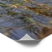 Little Egret Poster (Hoek)