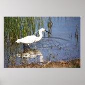 Little Egret Poster (Voorkant)