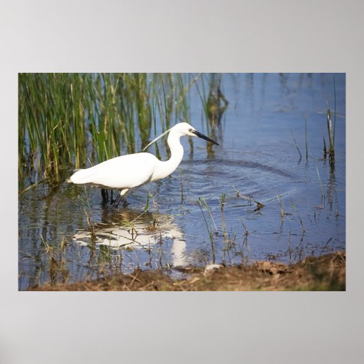 Little Egret Poster (Voorkant)
