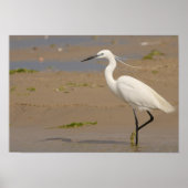 Little Egret Poster (Voorkant)