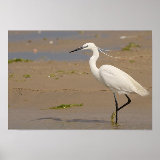 Little Egret Poster (Voorkant)