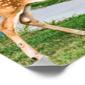 Little Fawn Poster (Hoek)