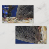 Little Fish Visitekaartje (Voorkant / Achterkant)