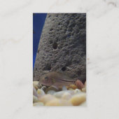 Little Fish Visitekaartje (Achterkant)
