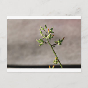 Little Flower Buds Briefkaart