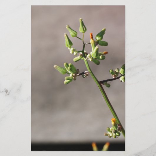 Little Flower Buds Briefpapier (Voorkant)
