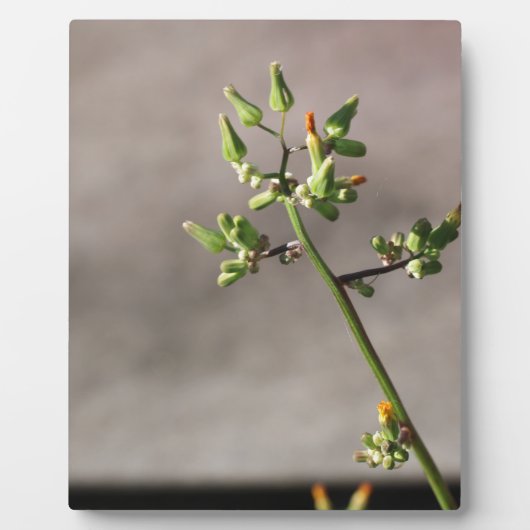 Little Flower Buds Fotoplaat (Voorkant)