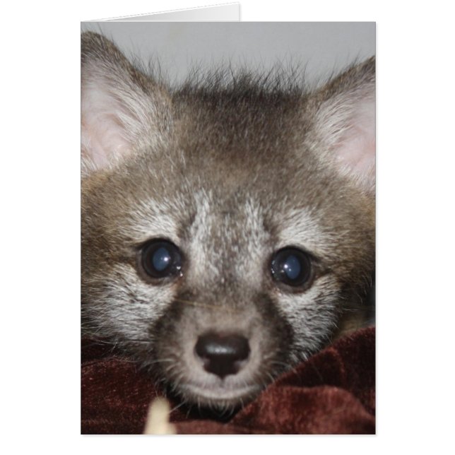 Little Fox (Voorkant)