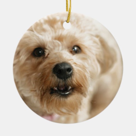 Little Geweldige Abby the Yorkie Poo Keramisch Ornament (Voorkant)