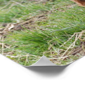 Little Goat ~ Zicklein ~ kleine Ziege Poster (Hoek)