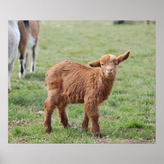 Little Goat ~ Zicklein ~ kleine Ziege Poster (Voorkant)