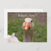 Little Goose Briefkaart (Voorkant / Achterkant)