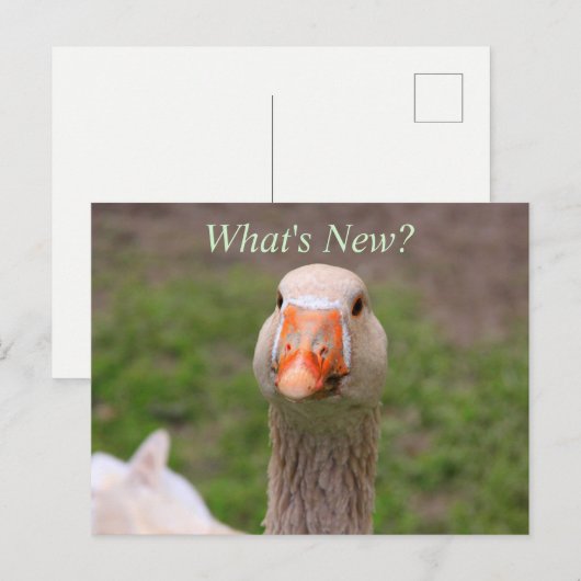 Little Goose Briefkaart (Voorkant / Achterkant)