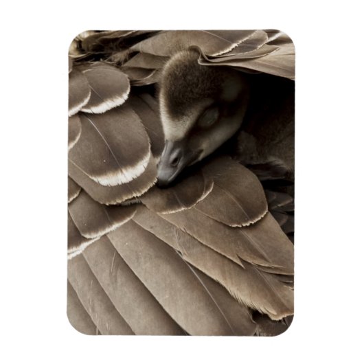 Little Gosling under Mam's Wing Magneet (Verticaal)