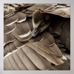 Little Gosling under Mam's Wing Poster