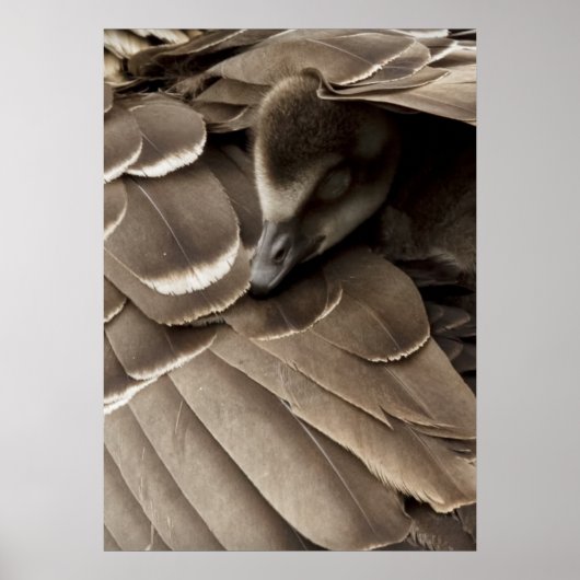Little Gosling under Mam's Wing Poster (Voorkant)