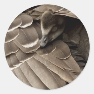 Little Gosling under Mam's Wing Ronde Sticker