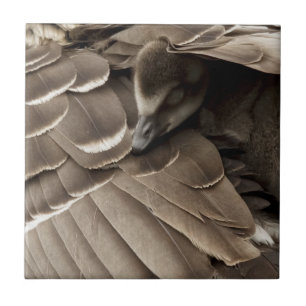 Little Gosling under Mam's Wing Tegeltje