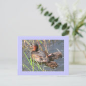 Little Grebes Briefkaart (Staand voorkant)
