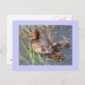 Little Grebes Briefkaart (Voorkant / Achterkant)